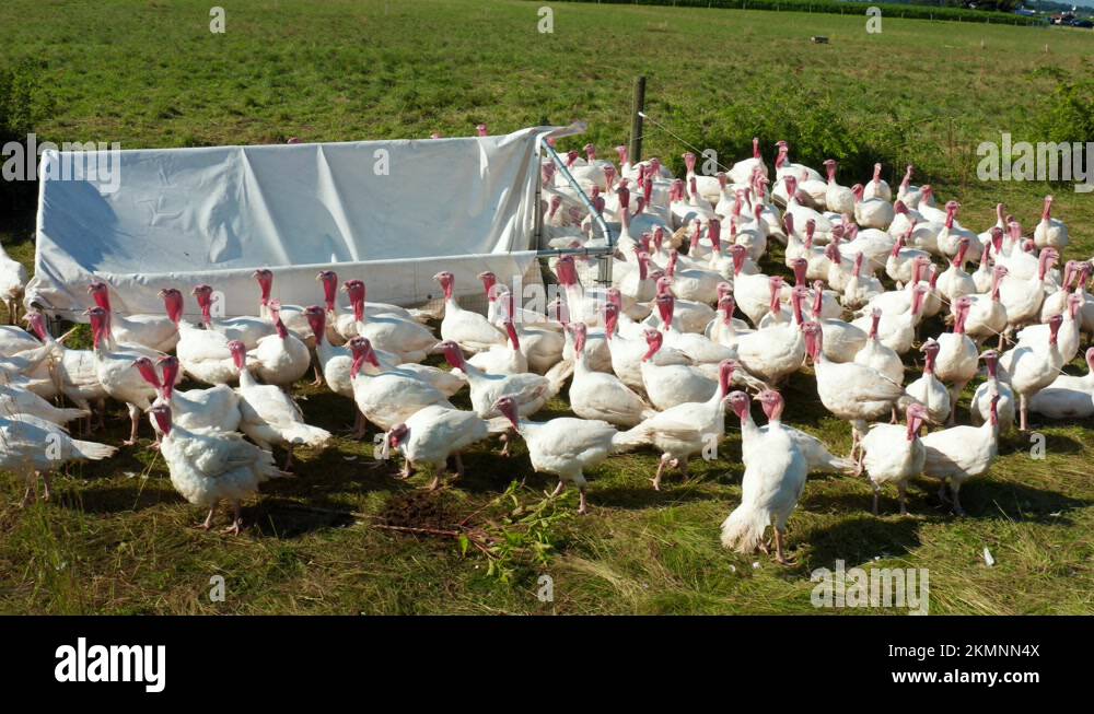 What stores are open on thanksgiving in charlotte nc