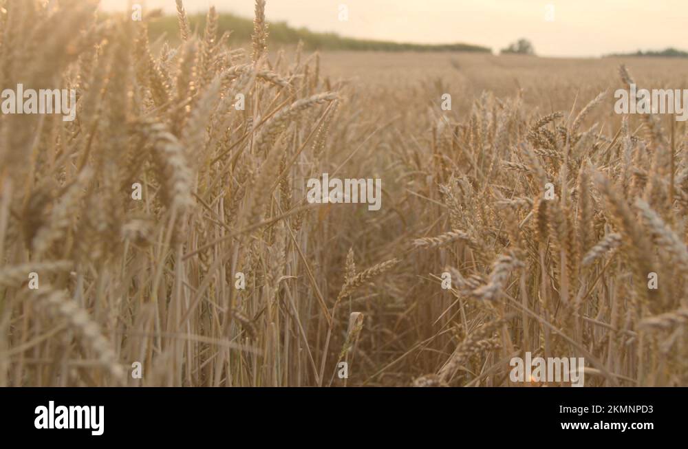 Path through wheat field Stock Videos & Footage HD and 4K Video Clips