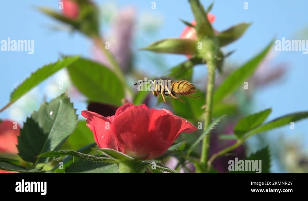 Rose with wasp Stock Videos & Footage HD and 4K Video Clips Alamy