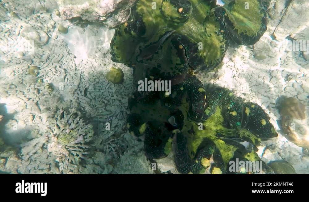 Rare clams Stock Videos & Footage HD and 4K Video Clips Alamy