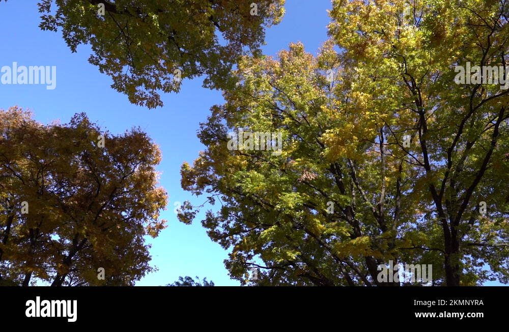 Autumn leaves are in full swing in autumn in Korea. A trip to see the