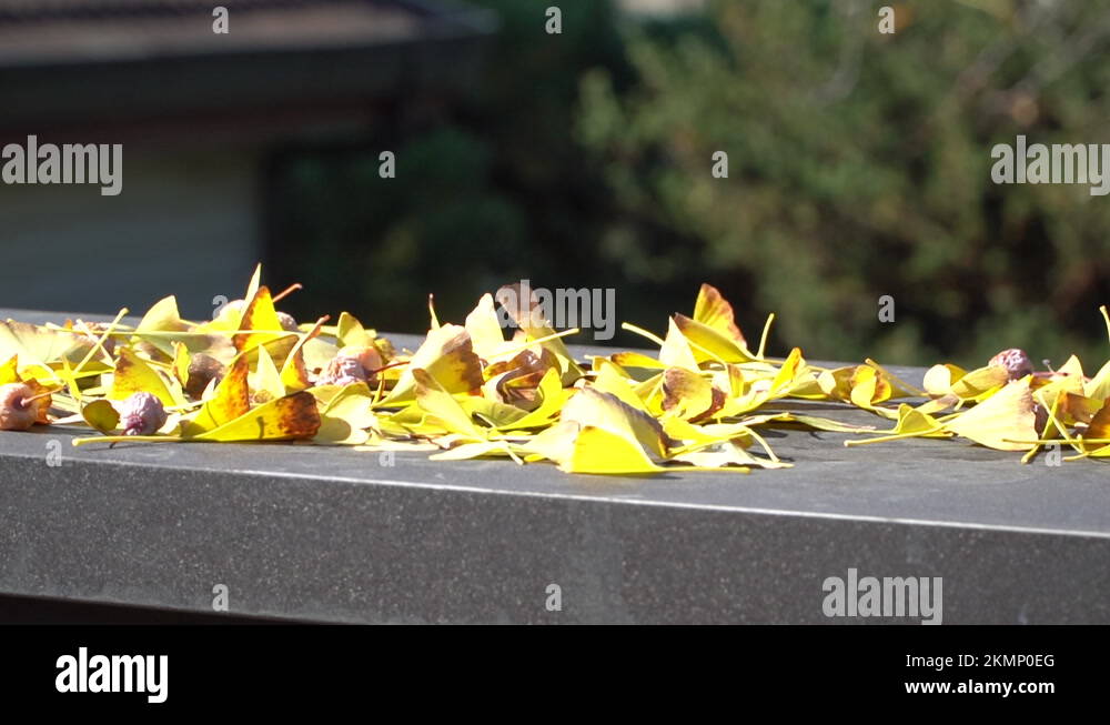 Autumn leaves are in full swing in autumn in Korea. A trip to see the