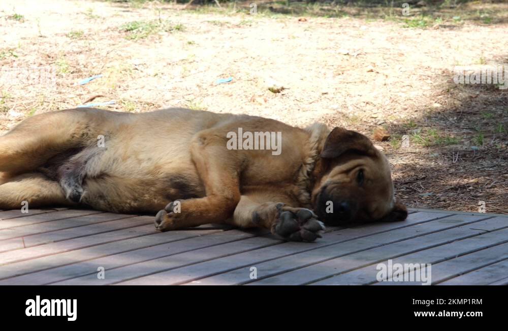 Dog lying on his side Stock Videos & Footage HD and 4K Video Clips