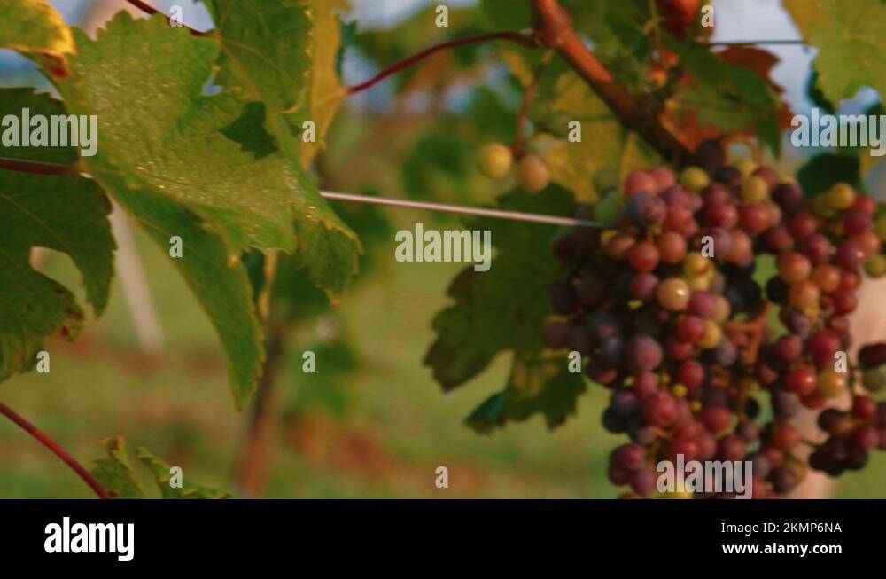 Grapes still Stock Videos & Footage HD and 4K Video Clips Alamy