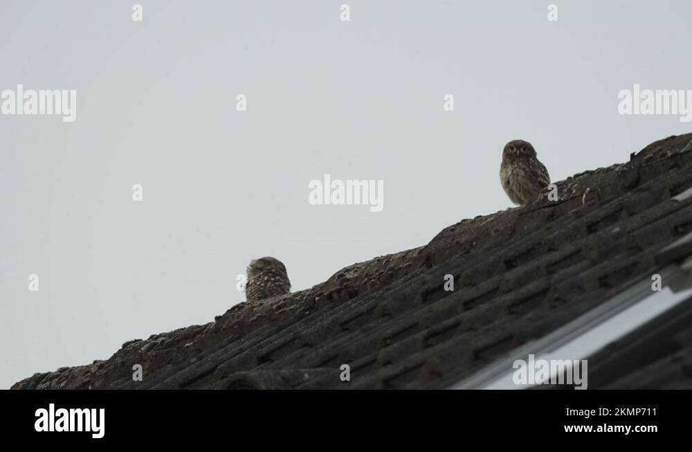 Little owls Stock Videos & Footage HD and 4K Video Clips Alamy