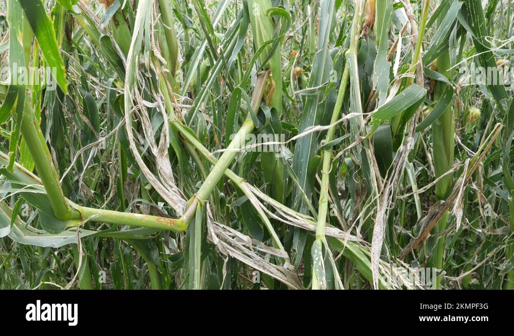 Maize plant protection Stock Videos & Footage HD and 4K Video Clips