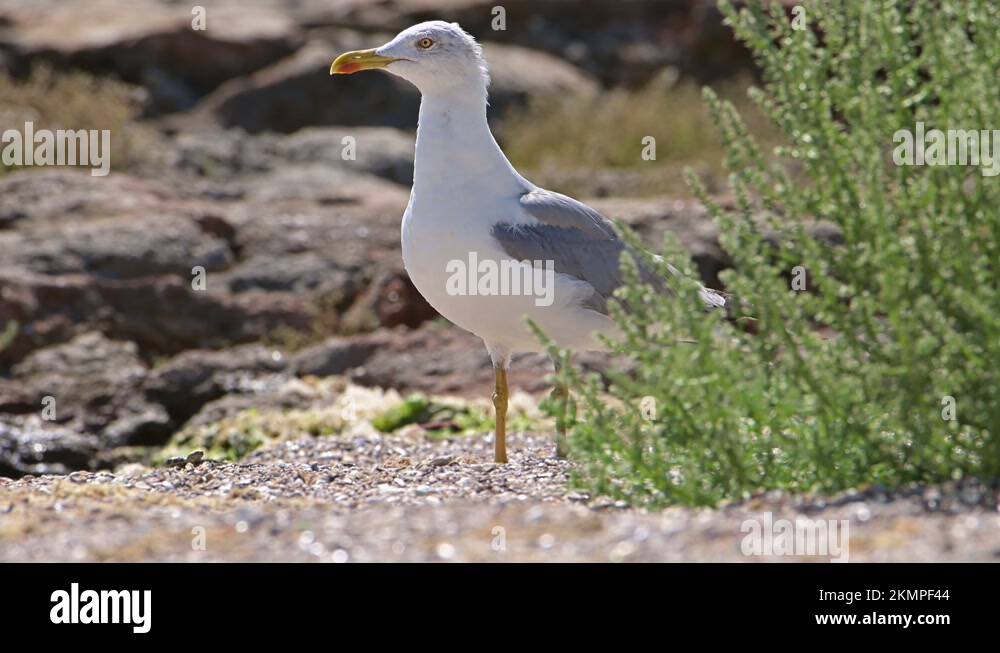 Windy Day Funny Stock Videos Footage Hd And 4k Video Clips Alamy