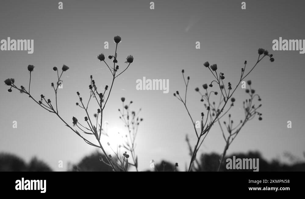Black and white sunrise landscape Stock Videos & Footage - HD and 4K ...