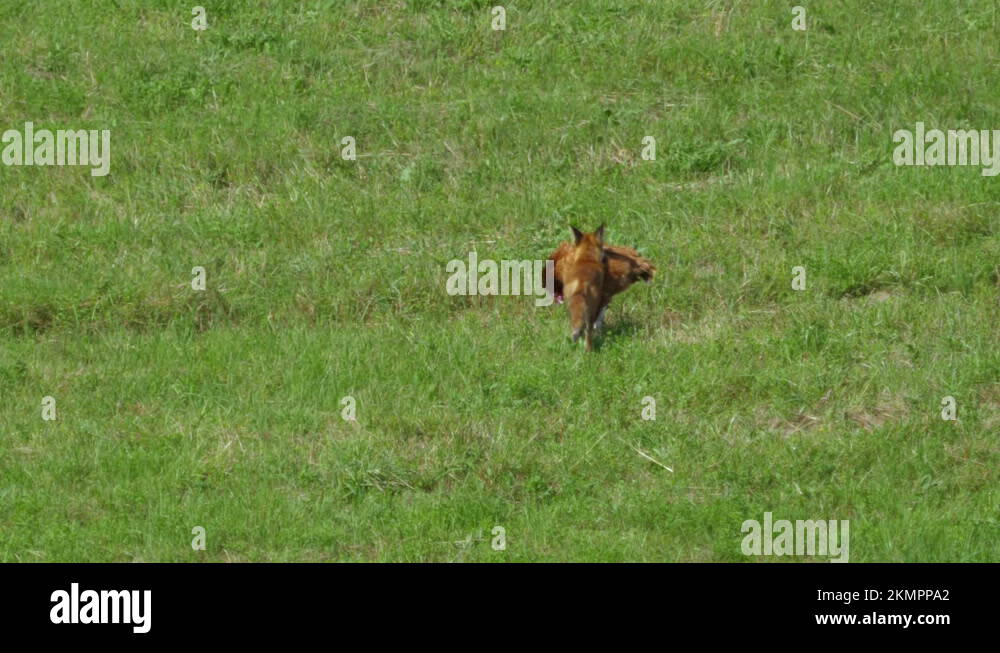 Red Fox Steals Chicken on Farm and Runs Away Into Forest. Fox Dragging