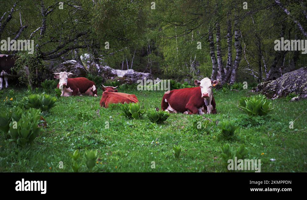 Cows lying down Stock Videos & Footage HD and 4K Video Clips Alamy