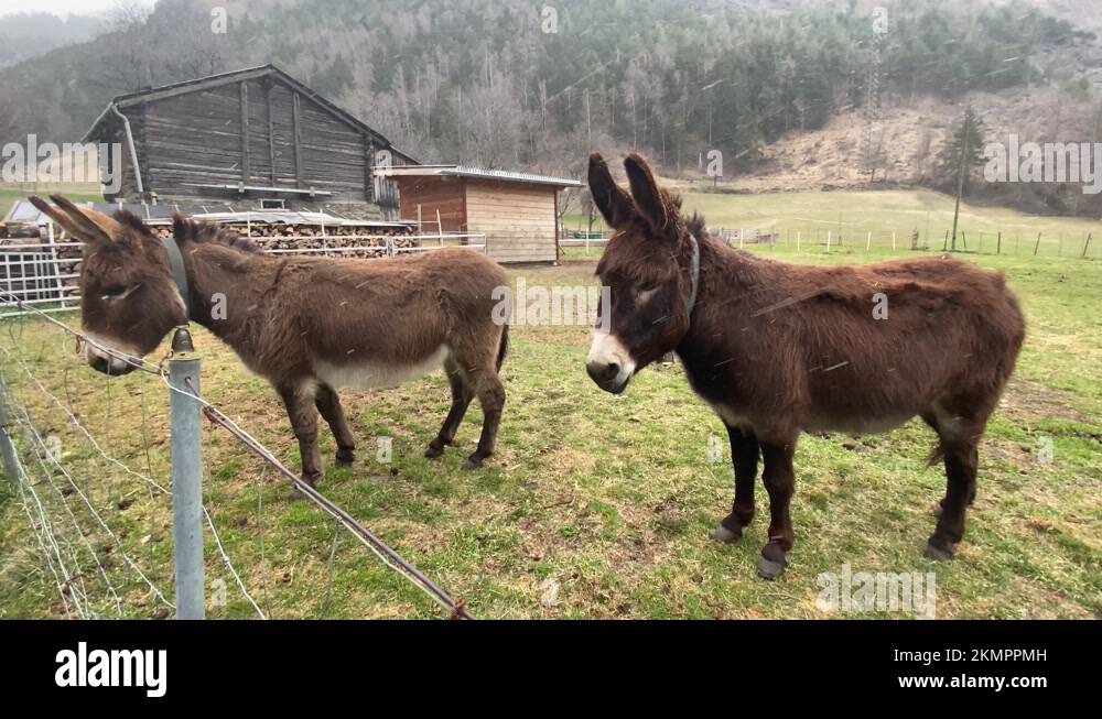 Two donkeys are in the pasture and it is snowing. The donkeys are cold