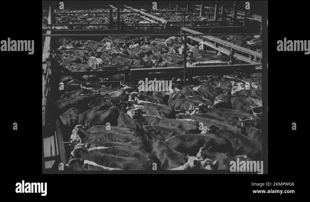 1910s Cattle at a feed trough. Cattle in pens. Cattle go up a ramp