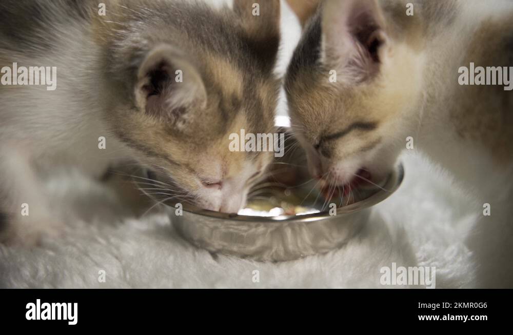 Cute calm kittens eat cat food from one bowl. Pets with small faces