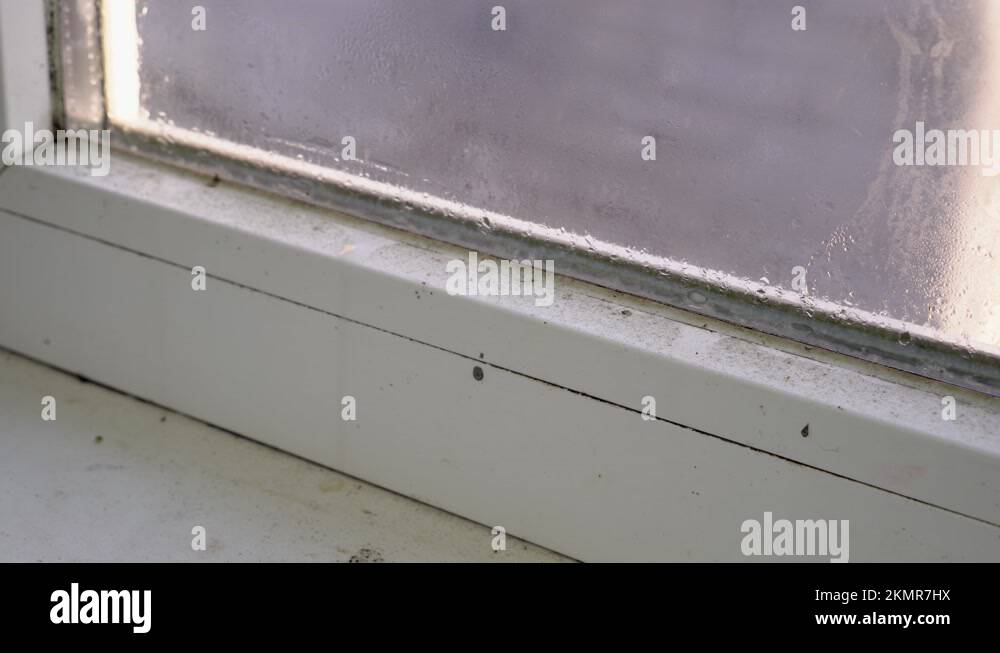 Black mold growth on window frame. Condensation on the glass. Moisture and Mold Stock Video