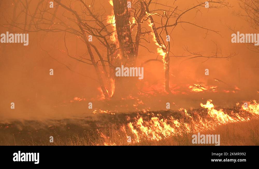 2021 The Dixie Fire burns unchecked in a forest in Northern