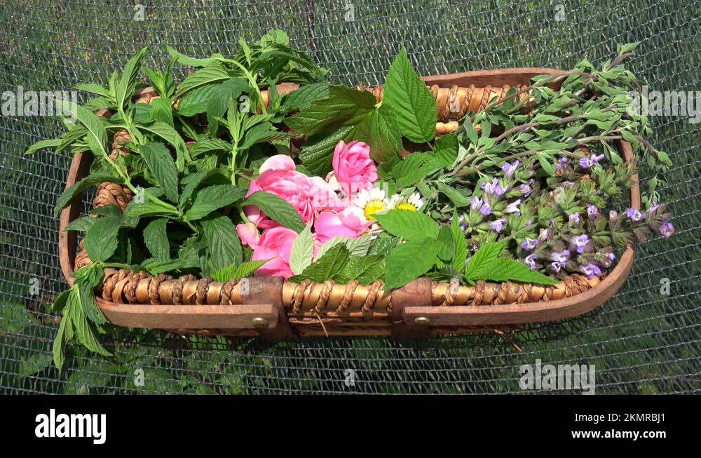 Herbal plants Stock Videos & Footage - HD and 4K Video Clips - Alamy