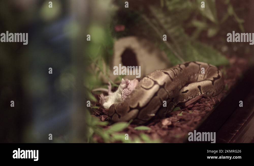 Ball Python Caught And Strangled Its Prey. - Closeup Stock Video ...
