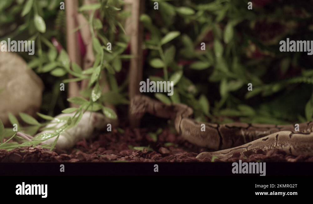 Royal Or Ball Python (Python Regius) On A Hunt. Ball Python Trying To ...
