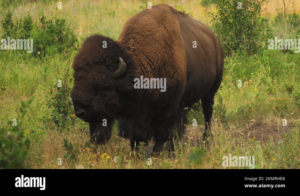 Chewingitscud Stock Videos & Footage HD and 4K Video Clips Alamy