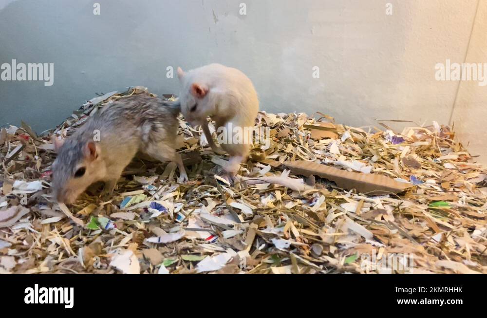 Male Gerbil Chasing Female Gerbil During Mating Inside The Cage. Closeup Stock Video Footage