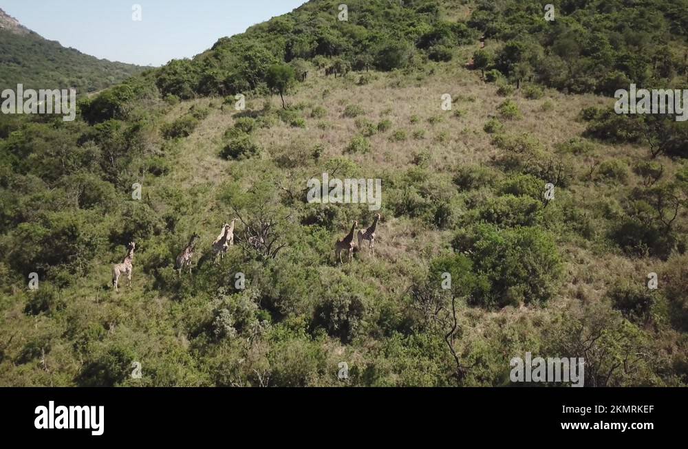 South africa game preserve Stock Videos & Footage HD and 4K Video