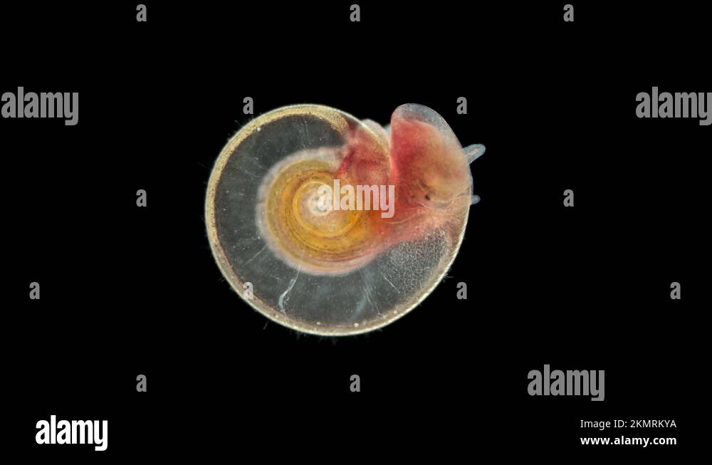 Snail Family Planorbidae under microscope, order Pulmonata Stock Video Footage Alamy