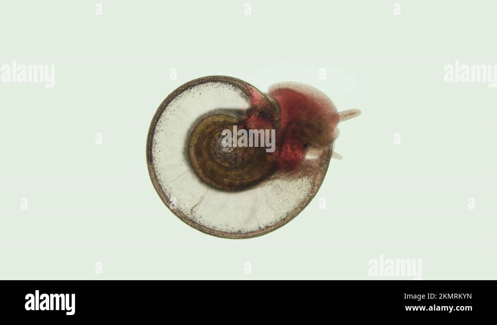Snail Family Planorbidae under microscope, order Pulmonata Stock Video Footage Alamy