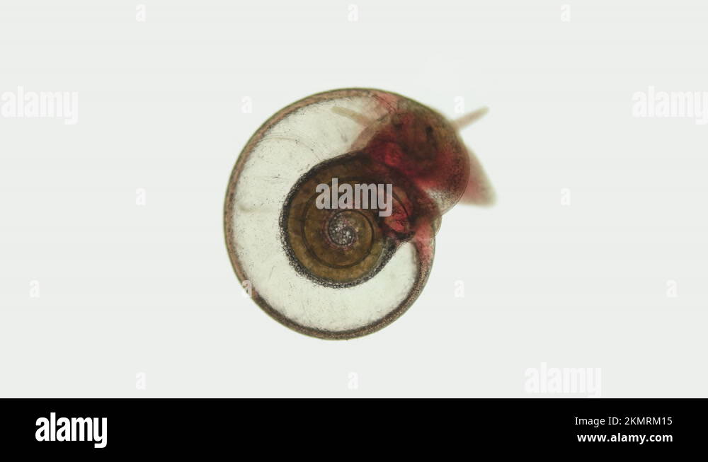 Snail Family Planorbidae under microscope, order Pulmonata Stock Video