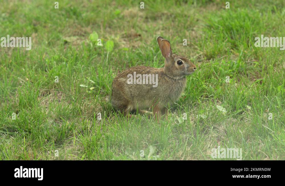 Animal of the north Stock Videos & Footage - HD and 4K Video Clips - Alamy