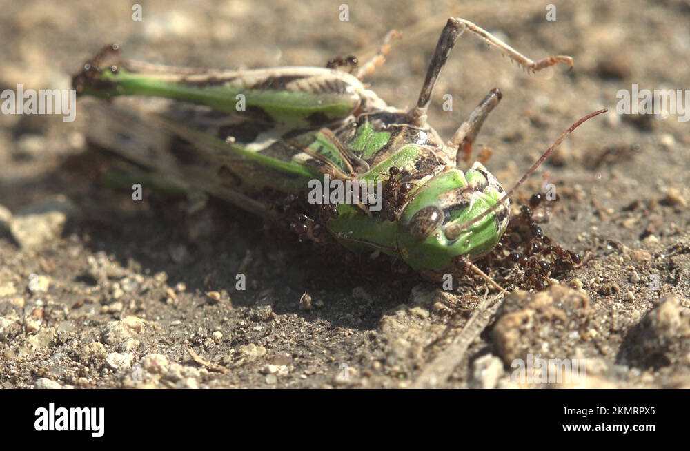 Eat crickets Stock Videos & Footage HD and 4K Video Clips Alamy