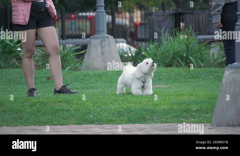 Image showcasing Barking dog city Stock Videos & Footage - HD and 4K Video Clips - Alamy