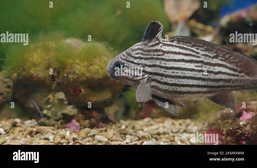 High Hat Fish Swimming Freely In Uminomori Aquarium In Sendai, Japan