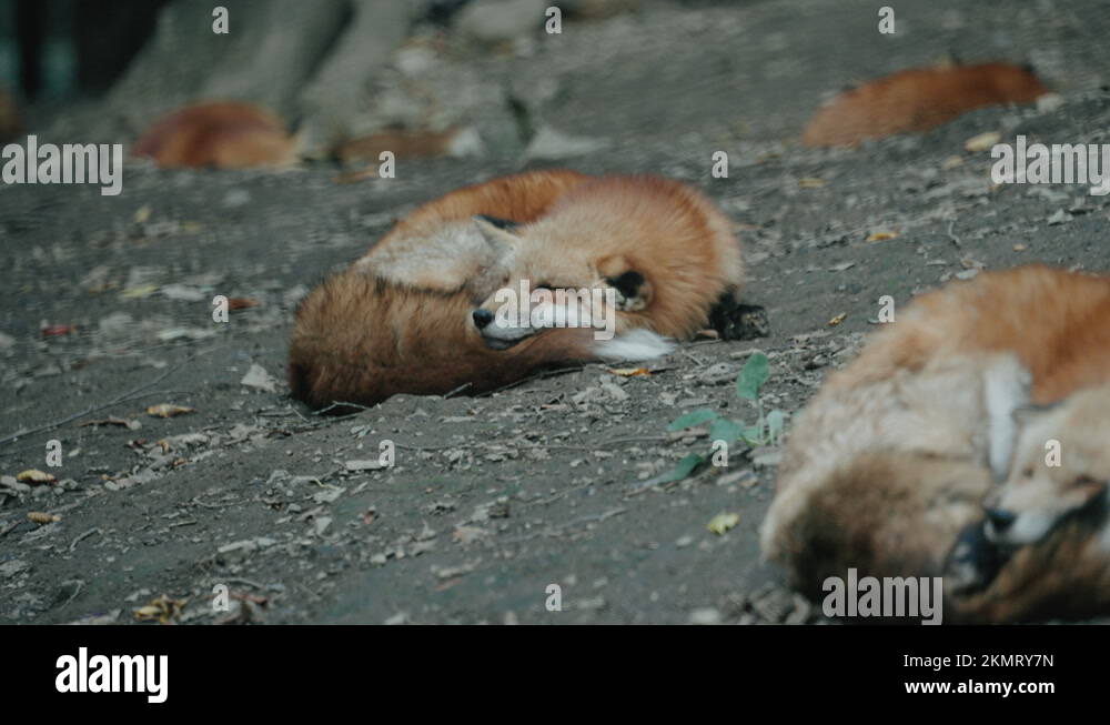 Japan sleeping outdoors Stock Videos & Footage HD and 4K Video Clips