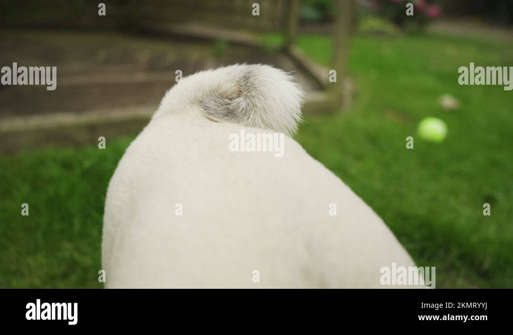 Dog curly tail Stock Videos Footage HD and 4K Video Clips Alamy Dog curly tail Stock Videos Footage HD and 4K Video Clips Alamy