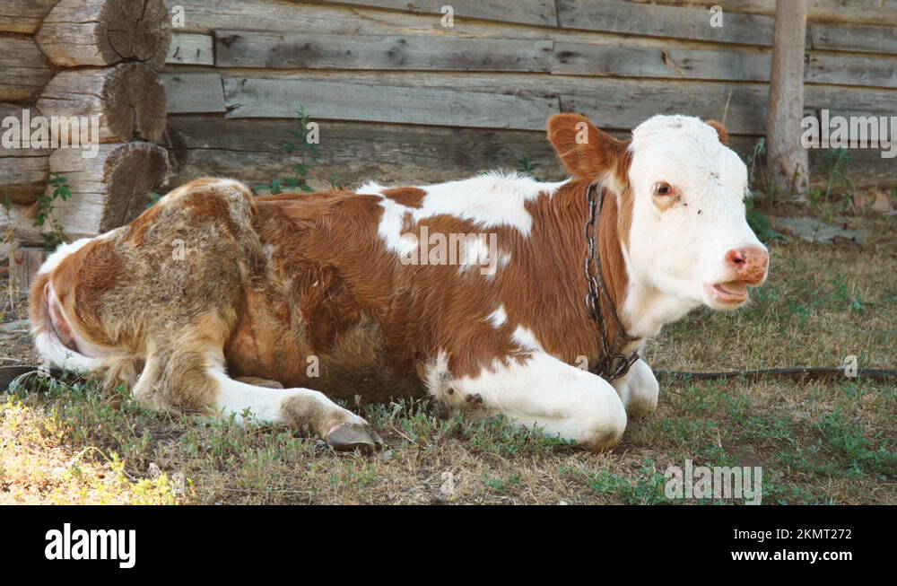 Filthy Cow — Backwoods