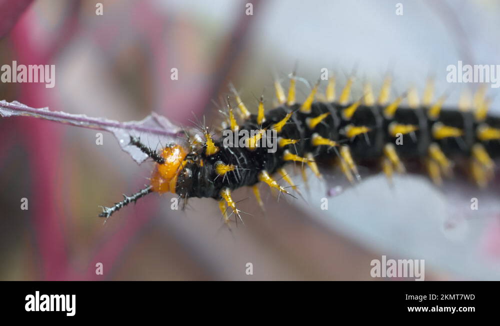 Black Caterpillar with yellow spikes eating fresh leaf in wilderness ...