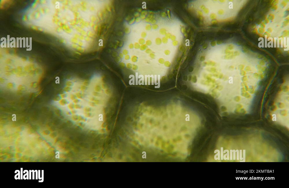 Chloroplast under a microscope. Cell division. Cell structure. Cell