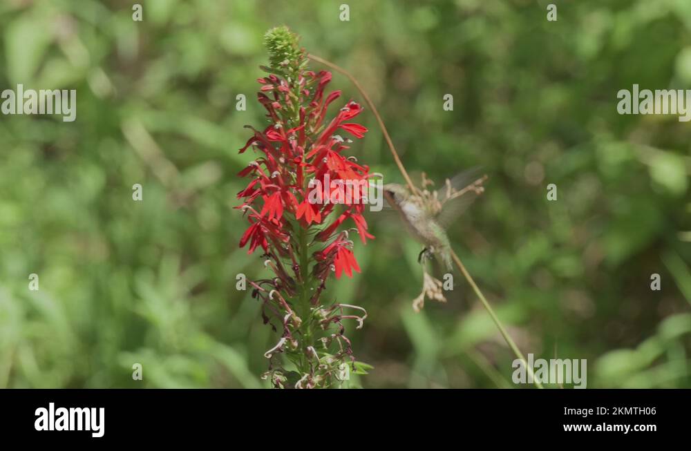 Rubythroated Hummingbird hovering and getting nectar from a bright red