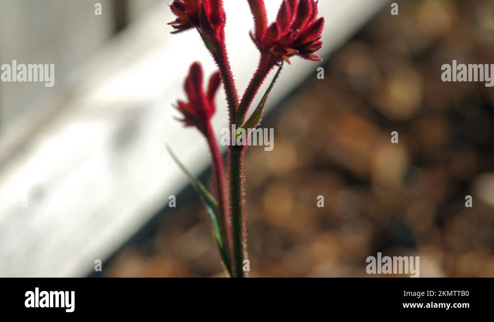 TILT UP Kangaroo Paw Red Flowering Plant, CLOSE UP Stock Video Footage