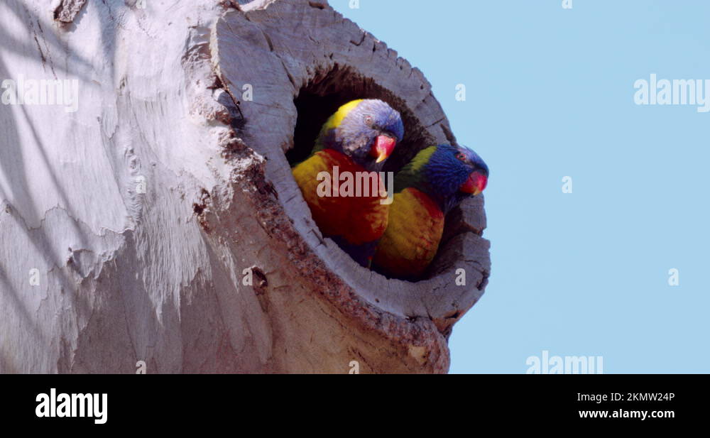Cute Australian Rainbow Lorikeet bird, mated pair nesting in Eucalyptus ...