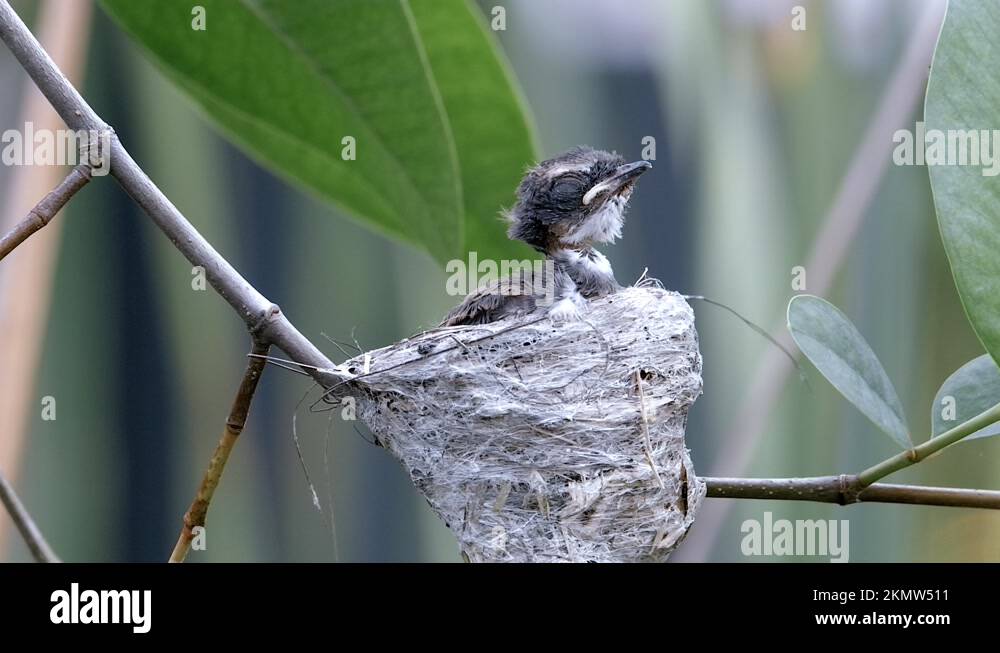 Tailor bird nest Stock Videos & Footage HD and 4K Video Clips Alamy