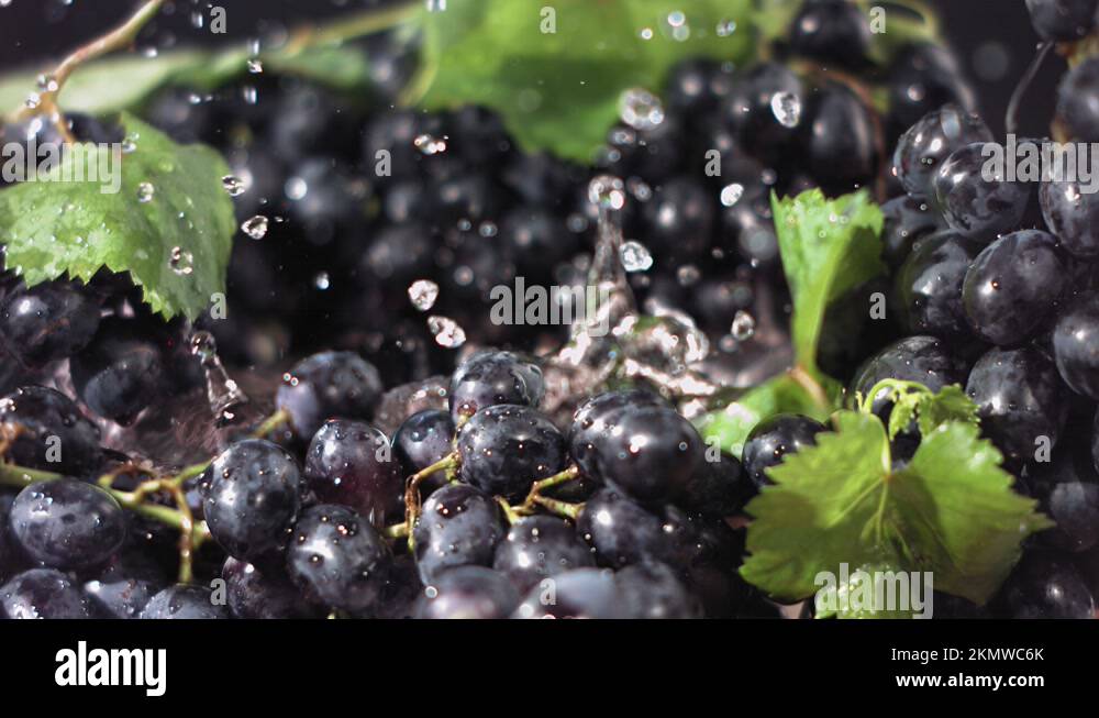 Wet wine grape harvest concept with white grapes and vineyard Stock
