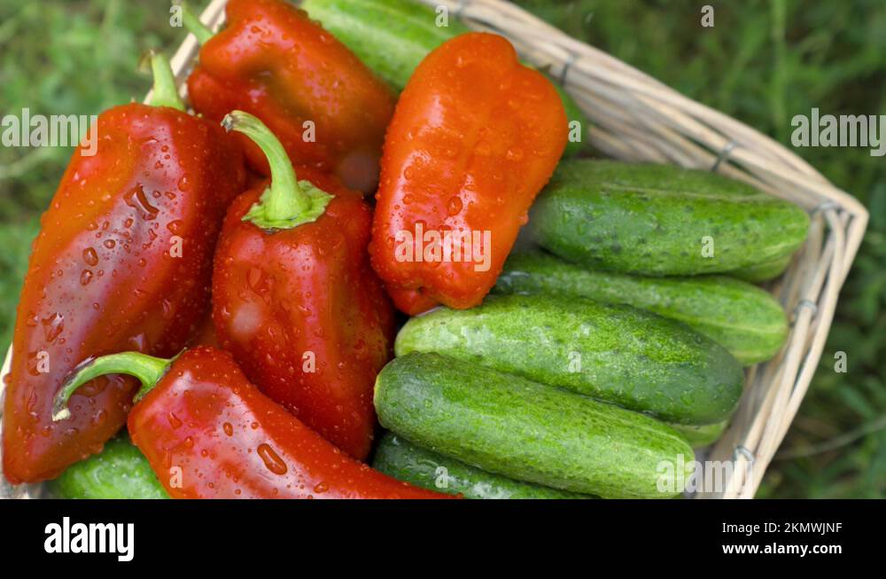 farming, harvesting cucumbers and bell peppers at the farm, assorted