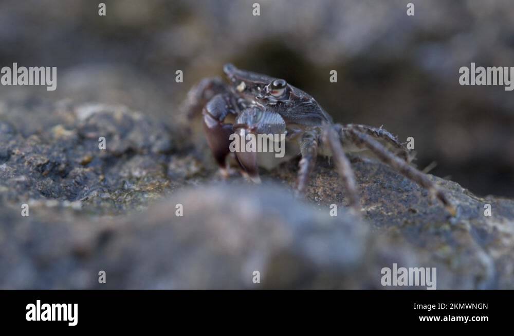 Brown crab on the rock beach eating seaweed with his claws and blowing