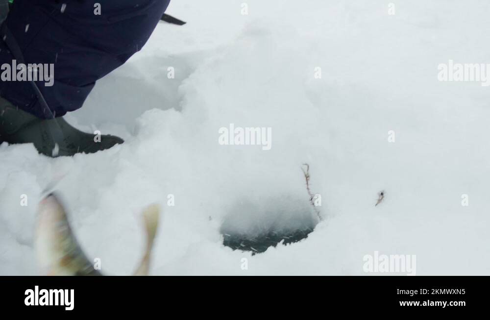 Winter ice fishing, perch fishermans catch on ice. Selective focus