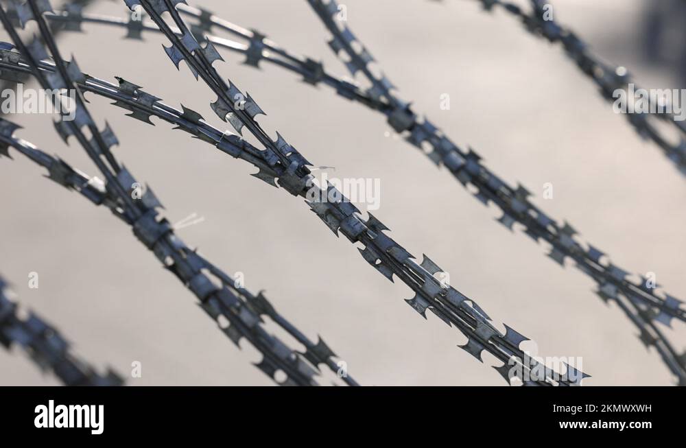 Barbed wire with sharp spikes, blades. A spiral of barbed tape. An