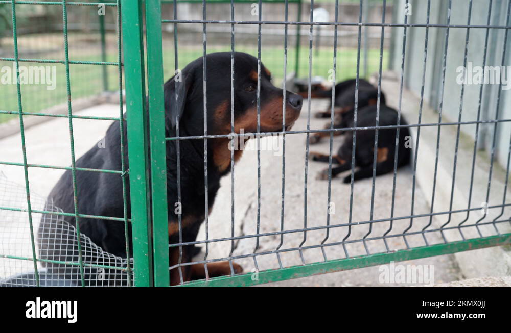 Homeless dogs closed in large metal cage as a result of animal cruelty