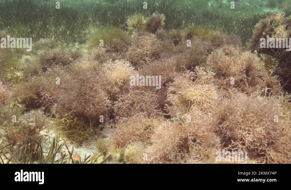 Dense thickets of red algae, brown algae and green seagrass in shallow