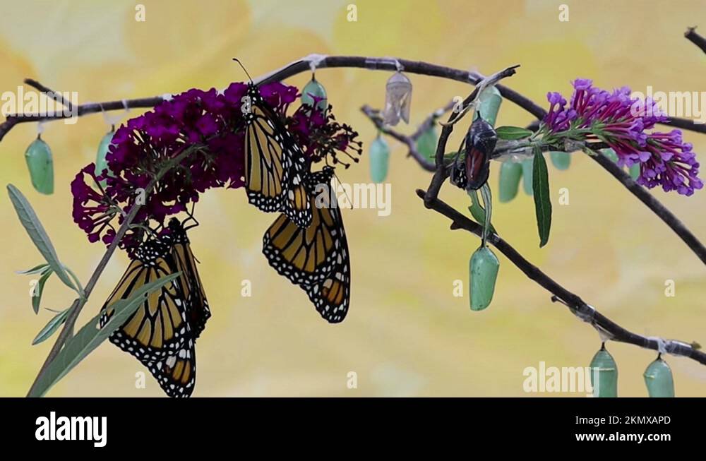 Monarch Butterfly emerges from chrysalis at 900 times speed Stock Video