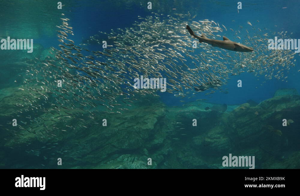 Magnificent View Of Shark Swimming With Sardines In An Aquarium in